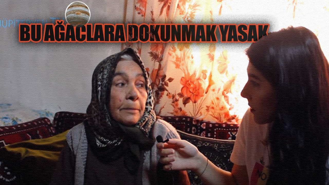 Dokunulması yasak olan esrarengiz ağaçlar - Kızılcahamam