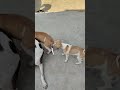 #cutedog #funny #babydogfight