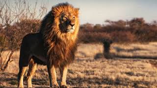 High Energy Narration : Wildlife