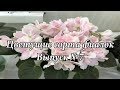 Красивые сорта фиалок(Выпуск №7)