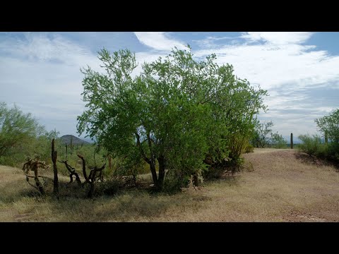Video: Desert Ironwood Information – Kde roste Desert Ironwood