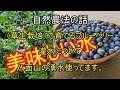 自然農法・草生栽培でブルーベリーを育てる。美味しい湧水で楽々灌水！！