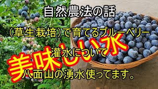 自然農法・草生栽培でブルーベリーを育てる。美味しい湧水で楽々灌水！！