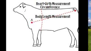Calculate body wt. of cow ,within 1 minutes Resimi