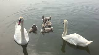 When Swans Fall in Love | The Most Beautiful Love Story in Nature When Swans Fall in Love | The Most Beautiful Love Story in Nature