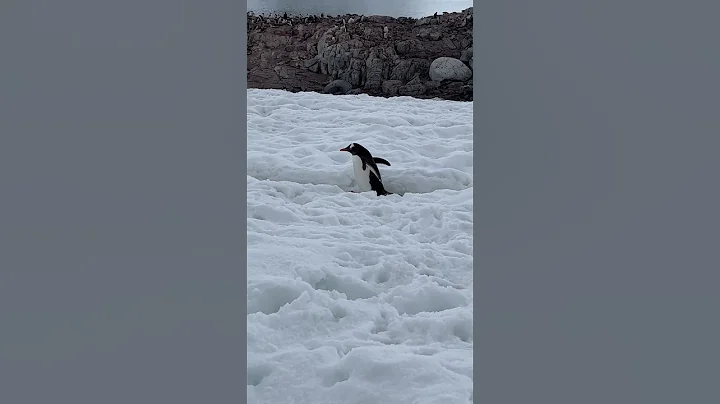 Antarctica Penguin Crossing