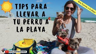 Que necesito para llevar un perro a la playa Tips by Natalia Ospina