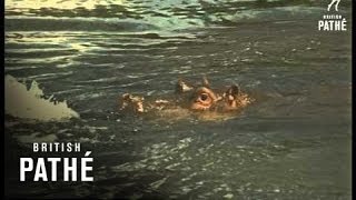 Hippopotamus - Colour (1969)