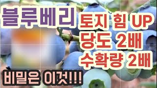 블루베리 재배시 토지힘 상승,당도,수확량 최대2배까지 될수있는 방법 알려드릴께요 #김포양촌블루베리 #블루베리농사 #블루베리키우기 #블루베리비료#블루베리영양제