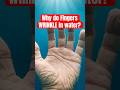 Why Do Fingers WRINKLE in Water #shorts