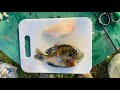 How to Clean ALL PANFISH - Keep all the Meat!!