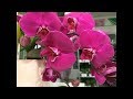 Орхидеи по 50 и по 100 руб !!! Фуд Сити Калужское ш., 22-й км, 10 Магазин орхидей JMP и Горкунов