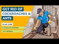 Summer Pests You Need to Watch Out For! 🦠 | Keep Your Home Pest-Free