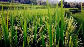 Download Lagu kangen kampung halaman MP3