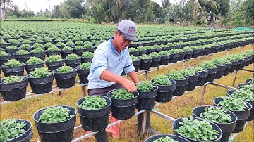 Ngắt đọt lần 3 cho Cúc mâm xôi (4cơi) chia sẻ tuyệt vời của chú về tưới phân, chăm sóc Cúc mâm xôi.