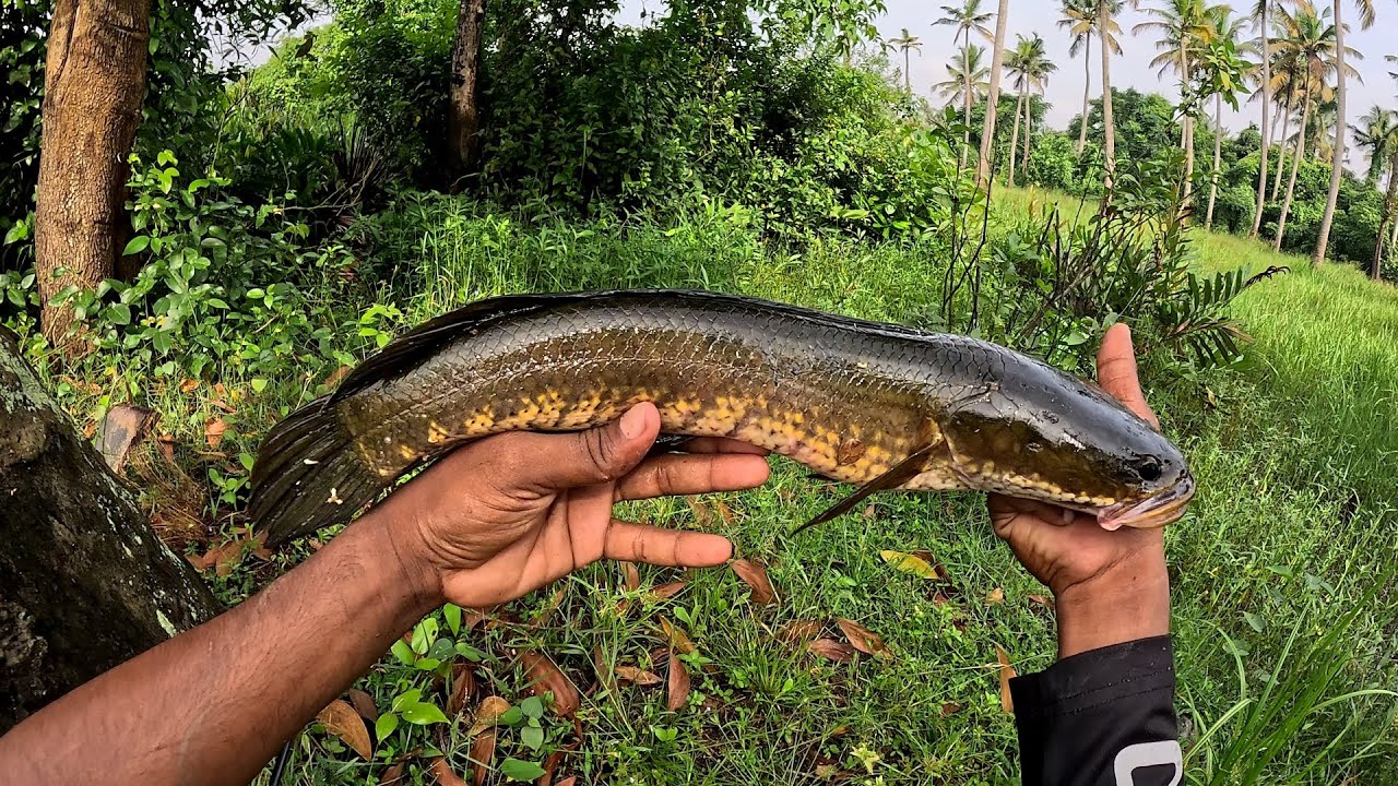 നല്ല മഞ്ഞ വരാൽ 😳...| fishing video| traditional fishing video | 