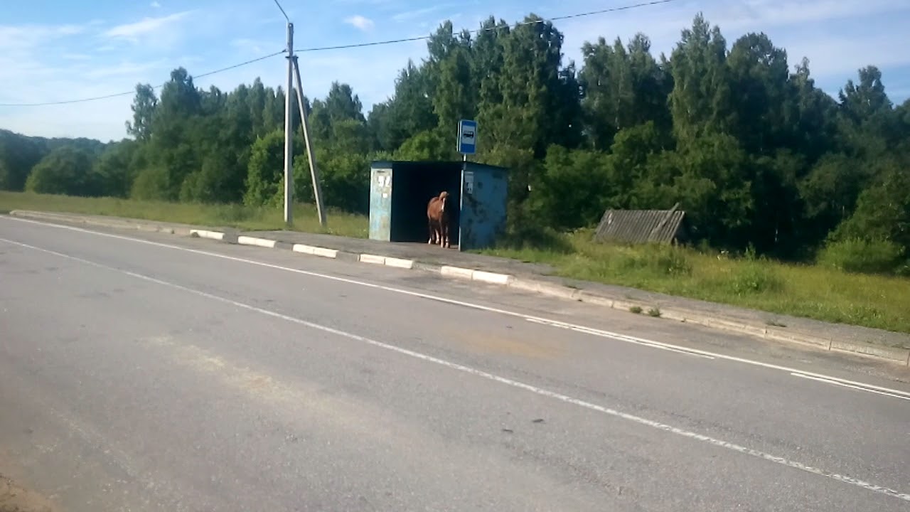 Подслушано в холме новгородской области. Такси в Холме Новгородская область телефон.