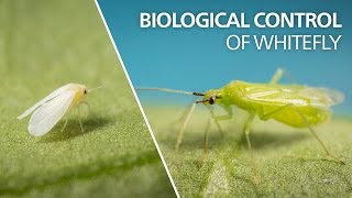 Biological control of whitefly  Macrolophus pygmaeus