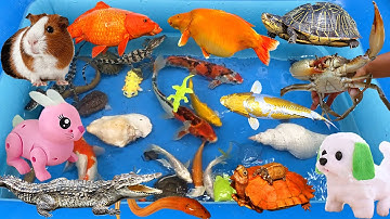 Bắt Con Cá Trong Ao, Cùng Bạn Cún Đi Tìm Kiếm Các Con Vật, Cá Sấu, Chuột Bạch, Trứng Khủng Long