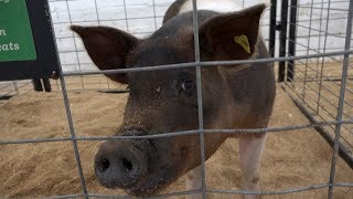 2017 Bay County Fair