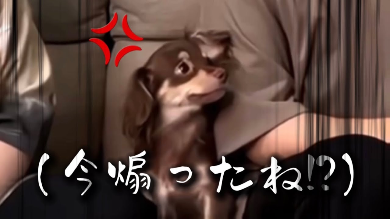 さかたんに煽られまくって不満が爆発するあきちゃん（うらたんの愛娘）