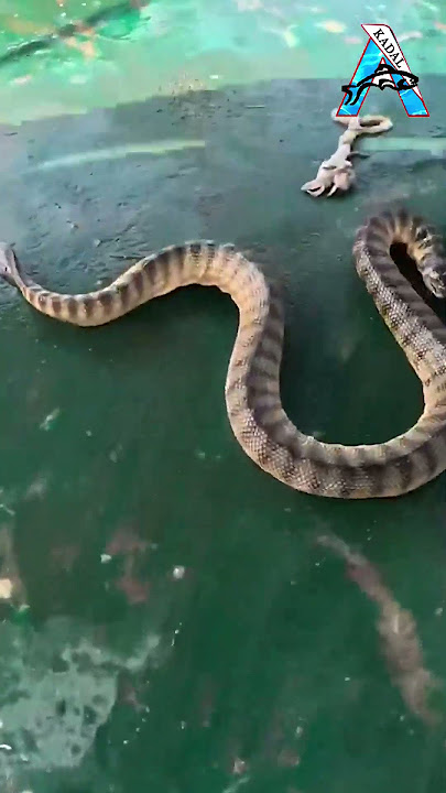 UNBELIEVABLE! Snake Fish Caught in Sea Net Fishing 🎣🌊 #SnakeFish SeaFishing