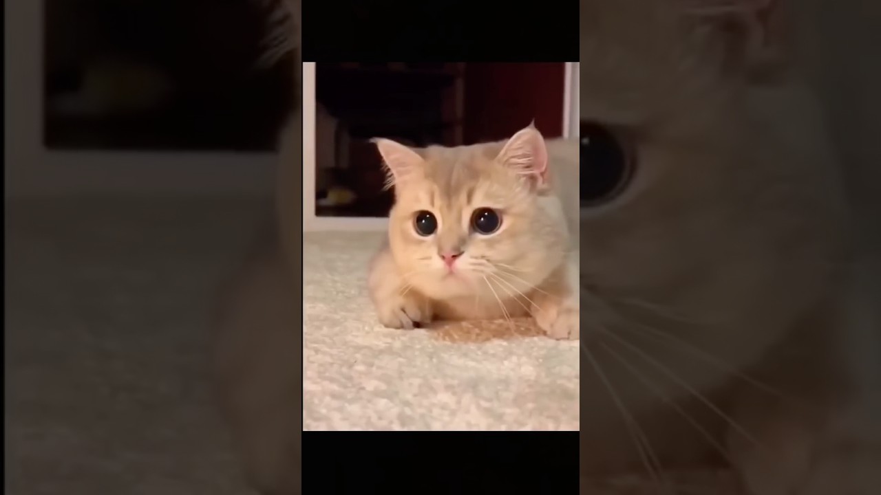 New Cool Tool!🥰 New Viral Gadgets, Smart Kichen Appliances, Tolls, Utensils, HomeCleaning 