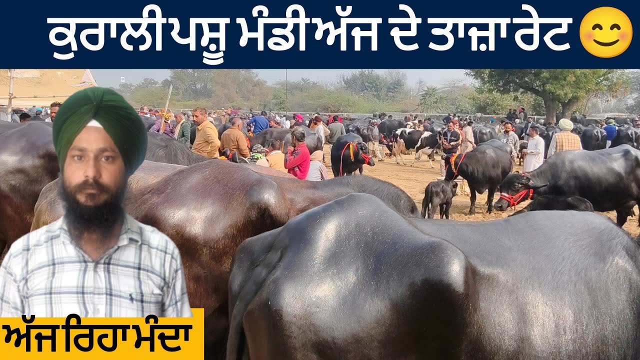 ਕੁਰਾਲੀ ਪਸ਼ੂ ਮੰਡੀ ਅੱਜ ਦੇ ਤਾਜ਼ਾ ਰੇਟ ।। Kurali Pashu mandi today prices।। #buffalo #cow 