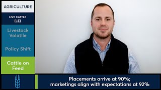 Feeder Cattle futures recovered from limit down. 11/21/25