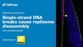 Single-strand DNA breaks cause replisome disassembly​ | Research in Action S1 E1