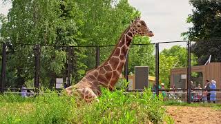 Дом жирафа by Московский Зоопарк 2,105 views 2 months ago 39 seconds