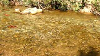 Kokanee Spawning Run in Utah