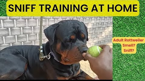 Sniff training for Dogs at home |Smell & Find