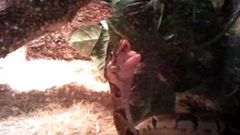 snakey eating a large pinky mouse