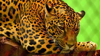 What Do Jaguars Eat?🐆🐾 - YouTube