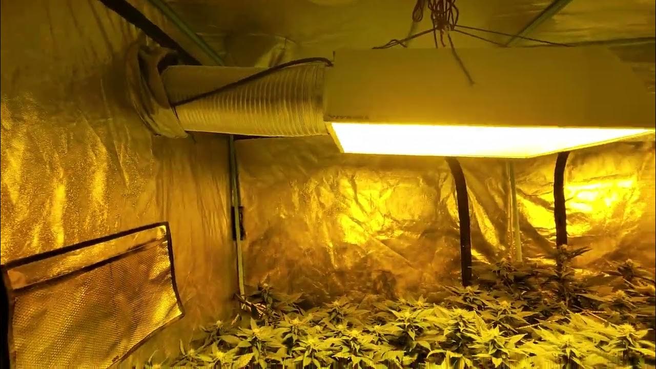 4x8 grow tent set up. Bc big bud. YouTube