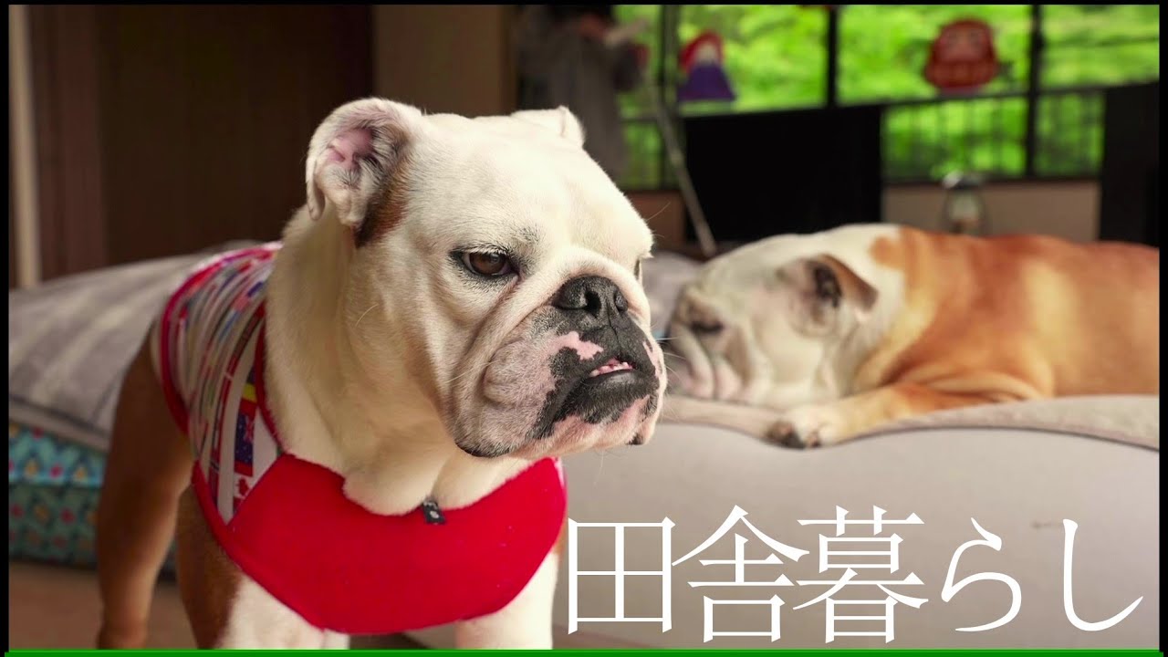 東京から人里離れた田舎に引っ越して丸1年、何もないけど愛犬さえいれば全てが楽しいです…