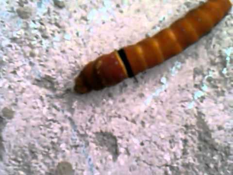Oruga, Gusano con puntos azules - YouTube
