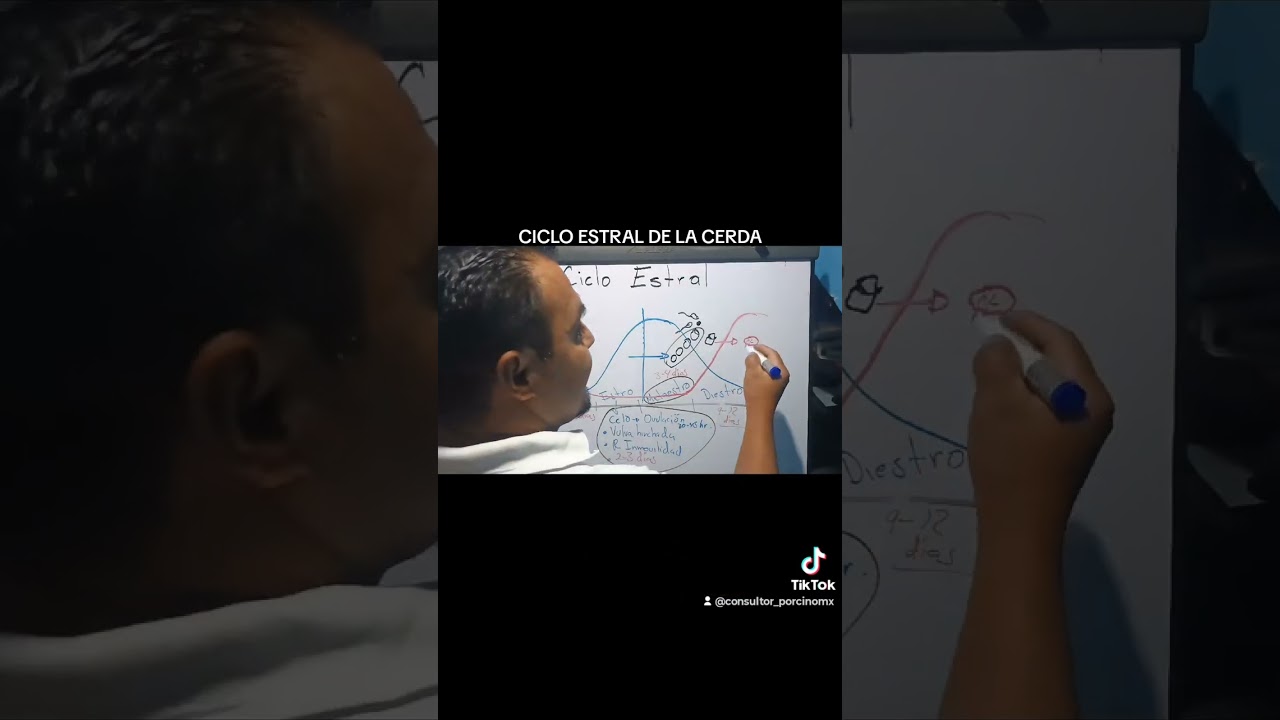 Ciclo estral de la cerda.