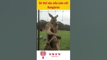 Phần100 Sẽ thế nào nếu Solo với Kangaroo #kienthuc #shorts #trending @TSTV thật sự thú vị ​#trend