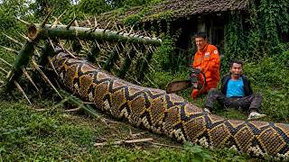Celebrity GIANT ANACONDA  TRAP Near Abandoned House | BRAVE HUNTER  Uses Chainsaw To Confront GIANT Python Net Worth
