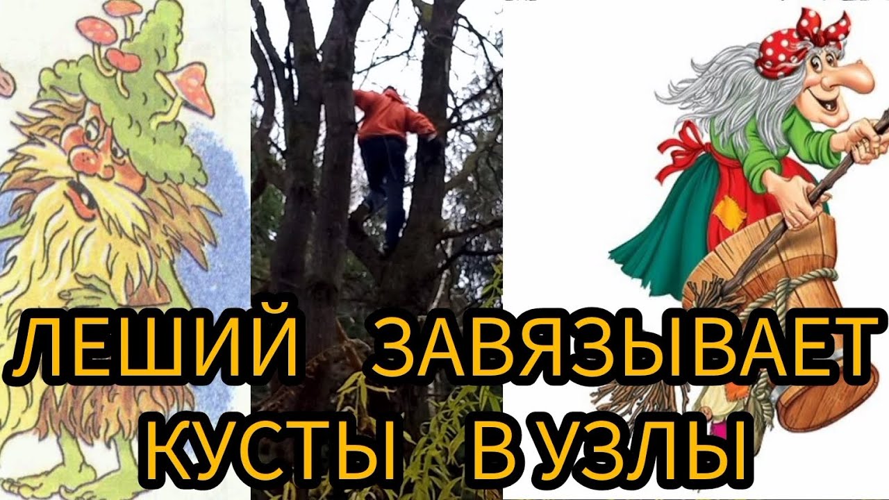 ЛЕШИЙ ЗАВЯЗЫВАЕТ КУСТЫ В УЗЛЫ - YouTube