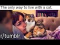 r/tumblr | How to live with a cat.