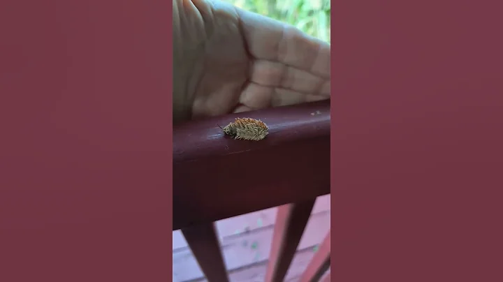 Close Call On The Front Porch!