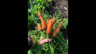 Une méthode de conservation des légumes racines