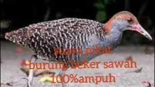 SUARA PIKAT BURUNG BEKER SAWAH100%AMPUH