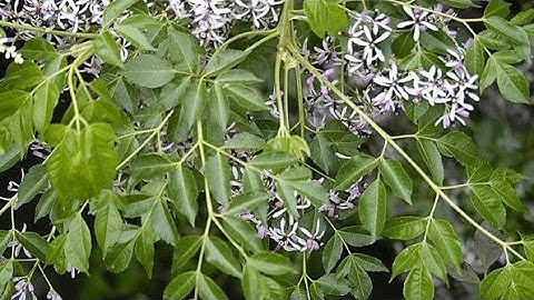 Cây sầu đông, sầu đâu và tác dụng trị bệnh