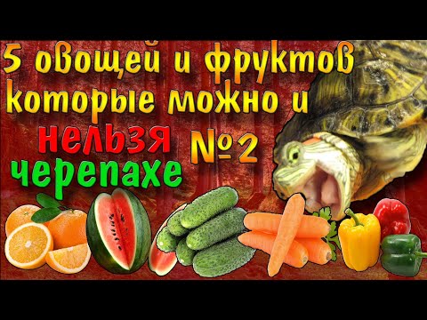 5 ОВОЩЕЙ И ФРУКТОВ КОТОРЫЕ МОЖНО ИЛИ НЕЛЬЗЯ ДАВАТЬ КРАСНОУХИМ ЧЕРЕПАХАМ ЧАСТЬ 2