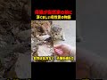 母猫が突然現れた理由涙ぐましい母性愛の物語 #猫 #子猫 #感動 #動物の愛 #母性愛 #捨て猫 #保護猫 #猫のいる暮らし #動物動画 #心温まる
