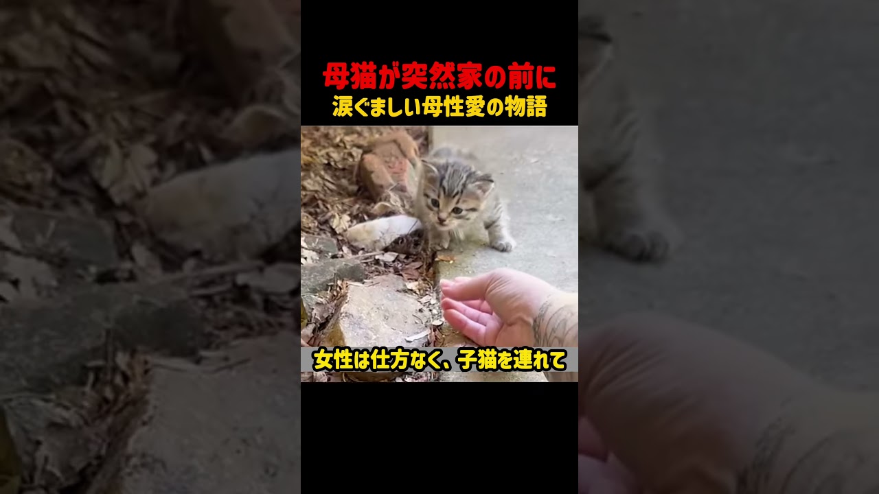 母猫が突然現れた理由涙ぐましい母性愛の物語 #猫 #子猫 #感動 #動物の愛 #母性愛 #捨て猫 #保護猫 #猫のいる暮らし #動物動画 #心温まる